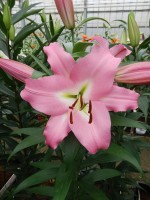 [5217 Master VZ No01.JPG]